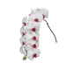 Phalaenopsis Red Lip 10-14 ( 4 Stems Box)