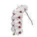 Phalaenopsis Red Lip 10-14 ( 4 Stems Box)