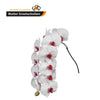 Phalaenopsis Red Lip 10-14 ( 4 Stems Box)