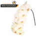 Rising Sun 8-12 Phalaenopsis ( 4 Stems Box)
