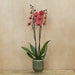 Red Asian Phalaenopsis Orchid