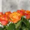 10 Rosa Confidential 60cm