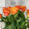 10 Rosa Confidential 60cm