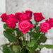 10 Rosa Layla