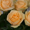 10 Rosa Gr Avalanche Peach