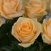 10 Rosa Gr Avalanche Peach