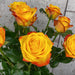 10 Rosa Catalunya