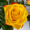 10 Rosa Catalunya