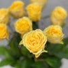 10 Rosa Garden Cassandra