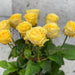 10 Rosa Garden Cassandra