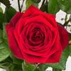 10 Rosa Red Naomi