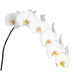Sensation White Phalaenopsis 10-13 ( 4 Stems Box)