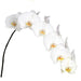 Sensation White Phalaenopsis 10-13 ( 4 Stems Box)