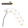 Sensation White Phalaenopsis 10-13 ( 4 Stems Box)