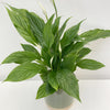 Spathiphyllum Torelli - Peace Lily In ceramic Pot P12 H45