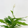 Spathiphyllum Torelli - Peace Lily In ceramic Pot P12 H45