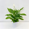 Spathiphyllum Torelli - Peace Lily In ceramic Pot P12 H45