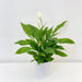 Spathiphyllum Torelli - Peace Lily In ceramic Pot P12 H45