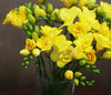 Sunshine Yellow Freesia