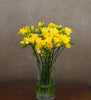Sunshine Yellow Freesia