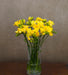 Sunshine Yellow Freesia