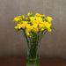 Sunshine Yellow Freesia
