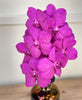 Cut Vanda Orchid Tayanee Cerise ( 4 Stems Box)