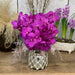 Cut Vanda Orchid Tayanee Cerise ( 4 Stems Box)