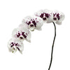 Wine Drops Phalaenopsis 10-14 ( 4 Stems Box)