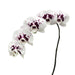 Wine Drops Phalaenopsis 10-14 ( 4 Stems Box)