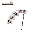 Wine Drops Phalaenopsis 10-14 ( 4 Stems Box)