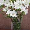 White Freesia