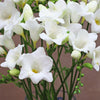 10 White Freesia