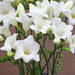 10 White Freesia