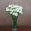10 White Freesia