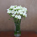 White Freesia