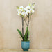 White London Phalaenopsis Orchid