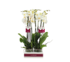 White London Phalaenopsis Orchid