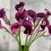 10 Zantedeschia Captain Promi