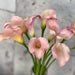 10 Zantedeschia Caption Rosetto