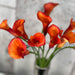 10 Zantedeschia Odeon