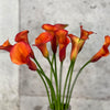 10 Zantedeschia Odeon