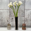 10 Zantedeschia Ventura