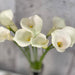 10 Zantedeschia Ventura