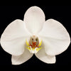 White London Phalaenopsis Orchid