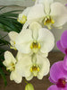 Surprise Mix  Phalaenopsis 10-14 ( 4 Stems Box)