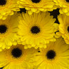 15 Gerbera D Don Leo