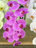 Surprise Mix  Phalaenopsis 10-14 ( 4 Stems Box)