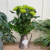 10 Anastasia Chrysanths Green