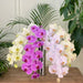 Surprise Mix  Phalaenopsis 10-14 ( 4 Stems Box)